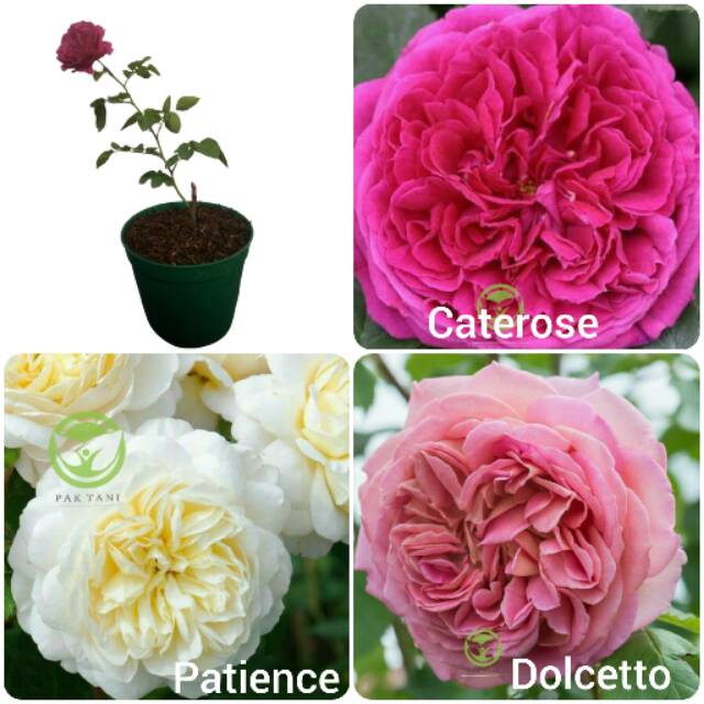 Mawar import / mawar david austin / mawar impor