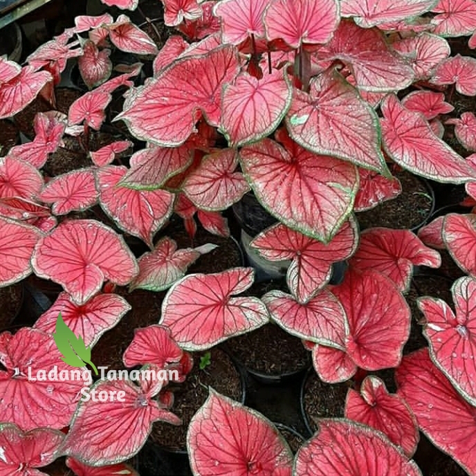 caladium red jaguar/keladi red jaguar