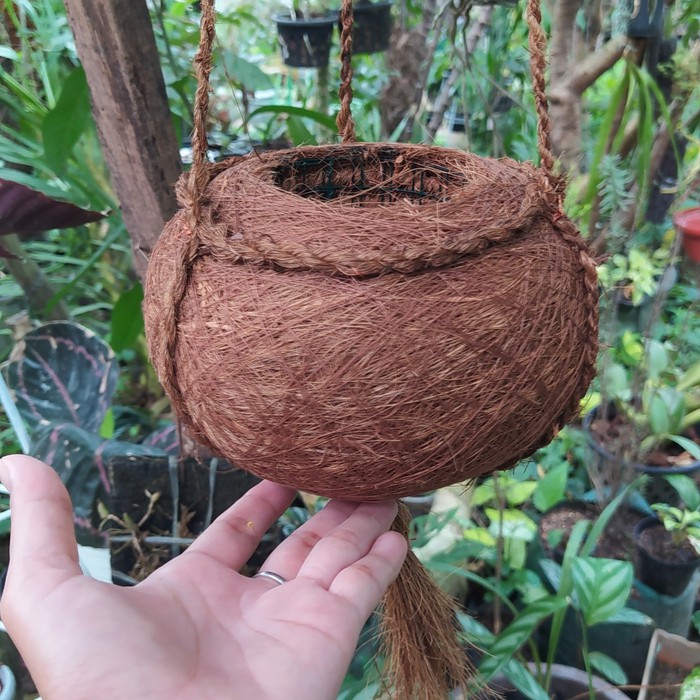 Pot Anggrek Pot sabut kelapa kokedama dengan gantungan