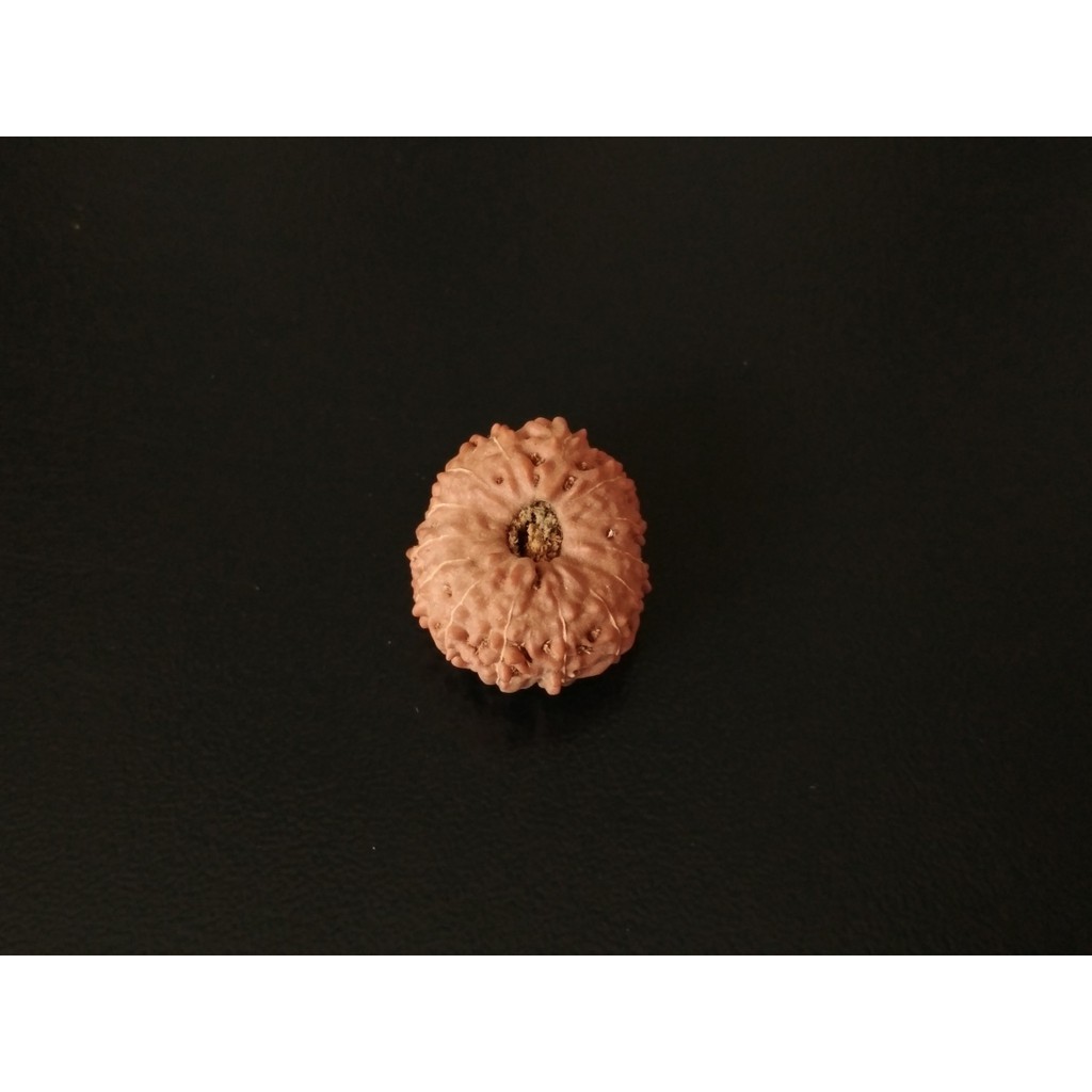 Genitri Mukhi 14 D19x16.45 Liontin Jenitri Rudraksha