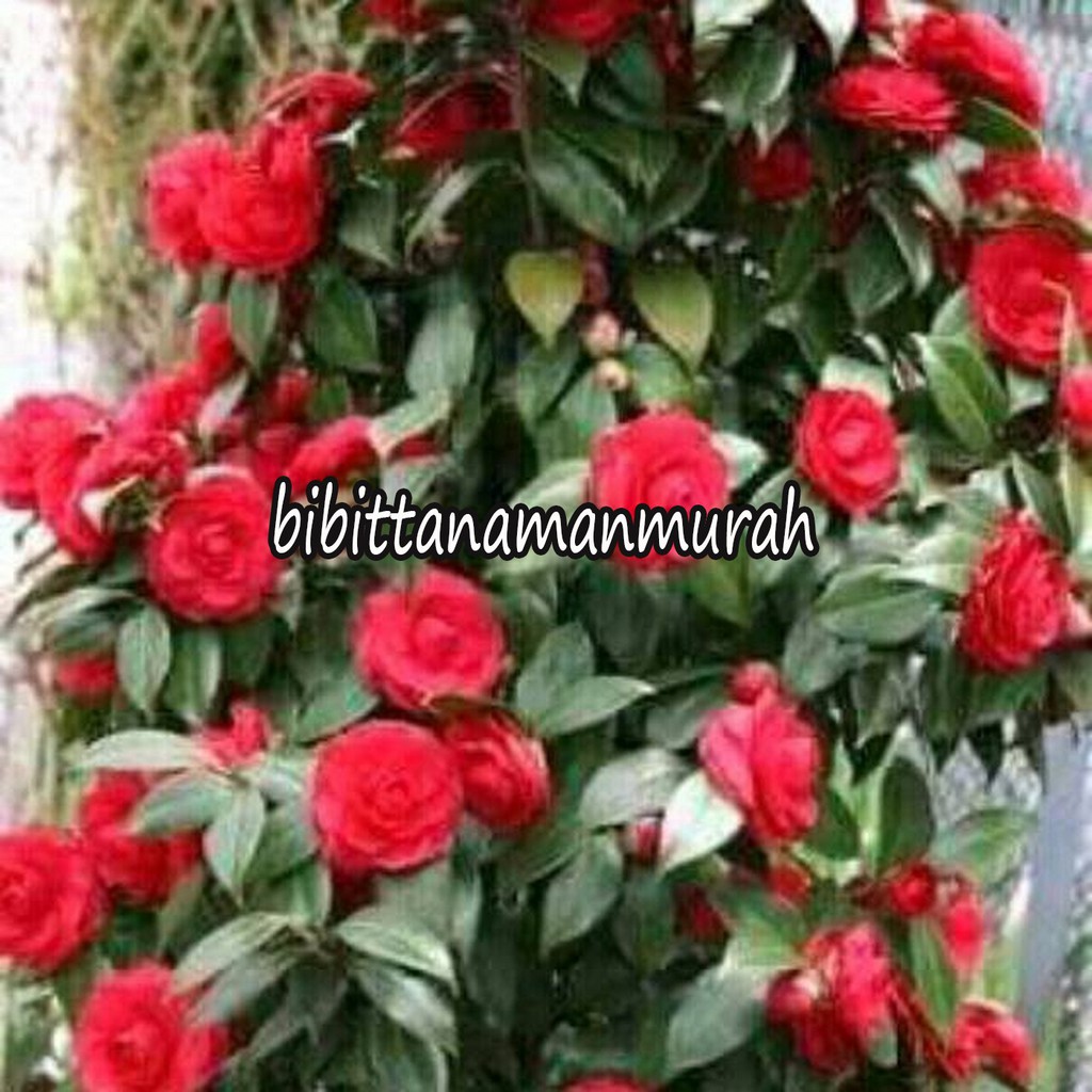 BIBIT BUNGA CAMELIA (COCOK DI TANAM POT)