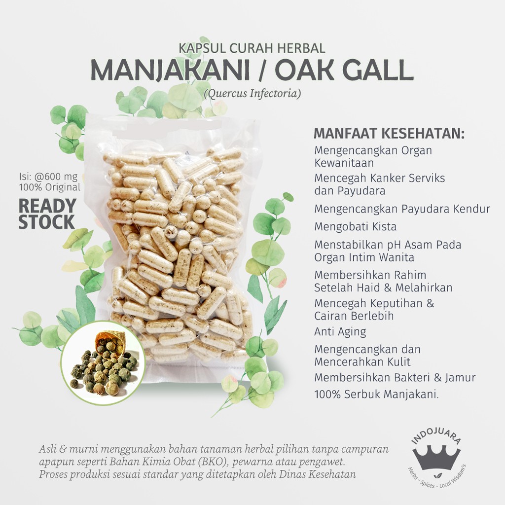 Manjakani 200x600 Mg Kapsul Curah Herbal Mengencangkan An Kewanitaan Payudara Anti Aging Kista Indonesia