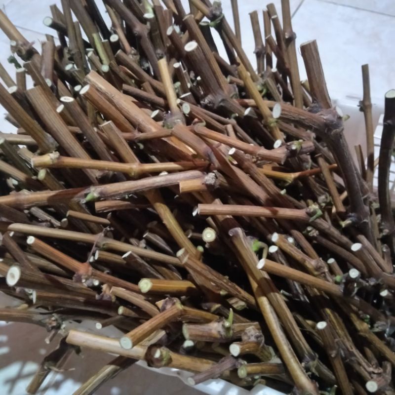 Cutting anggur fres Akademik, Dixon, Jupiter, Gozv