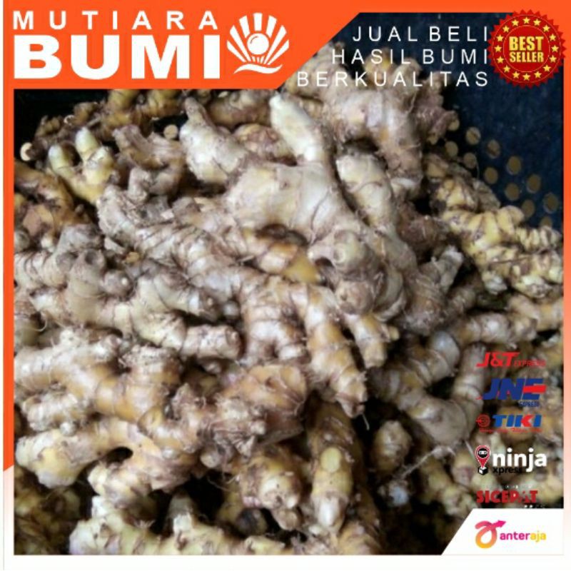 

Lempuyang segar 1kg