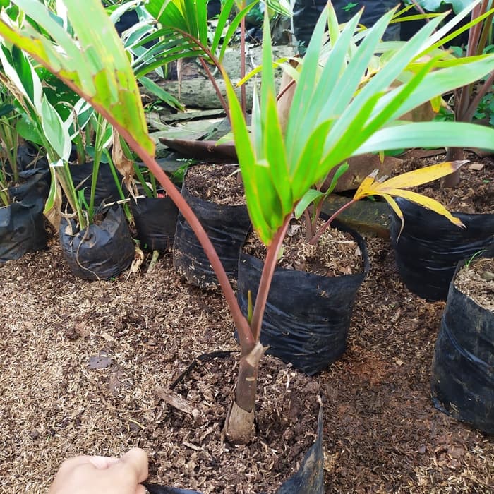 bibit palem botol/pohon palem