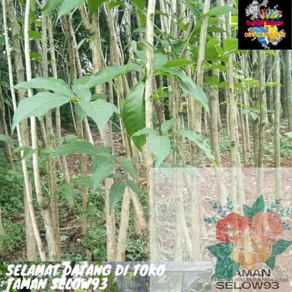 Pohon Tabebuya Pink Rosea Daun Besar