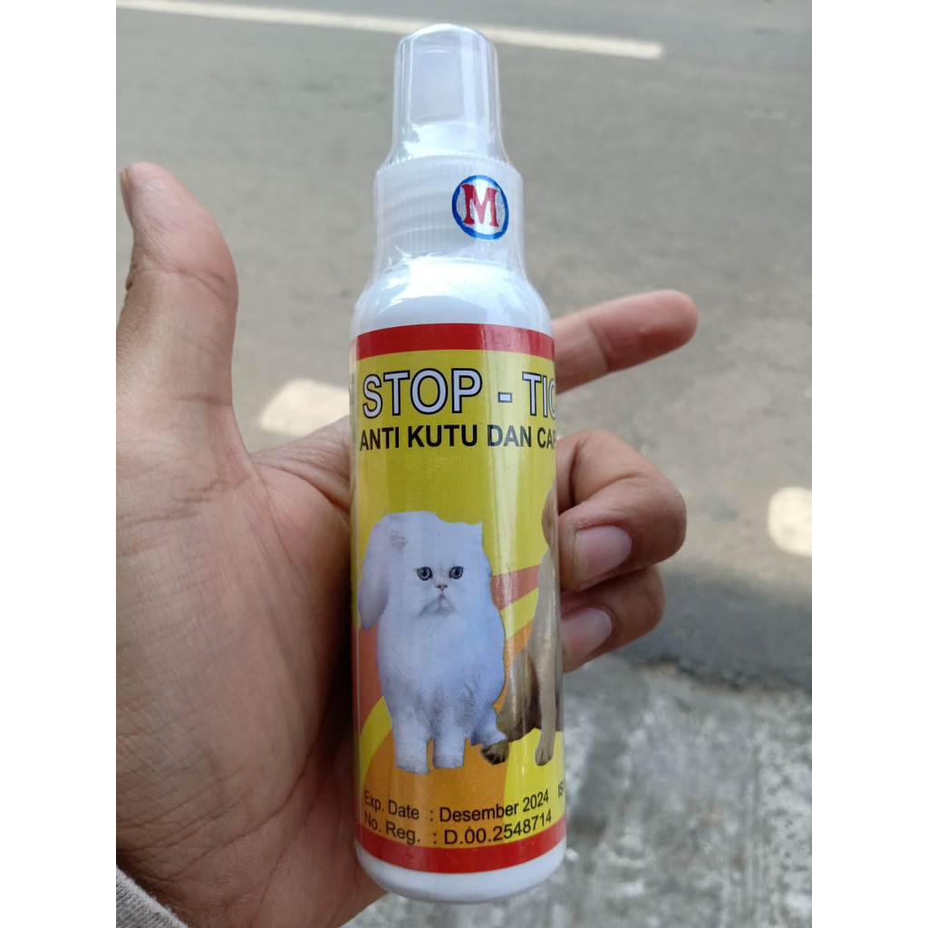 Kutu kucing