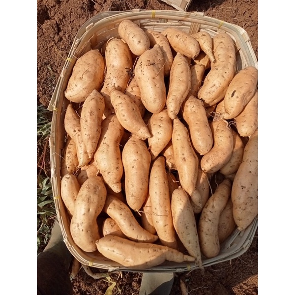 

ubi cilembu 500gr