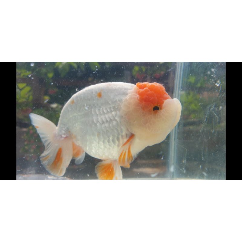 

ikan mas koki lionchu tancho import