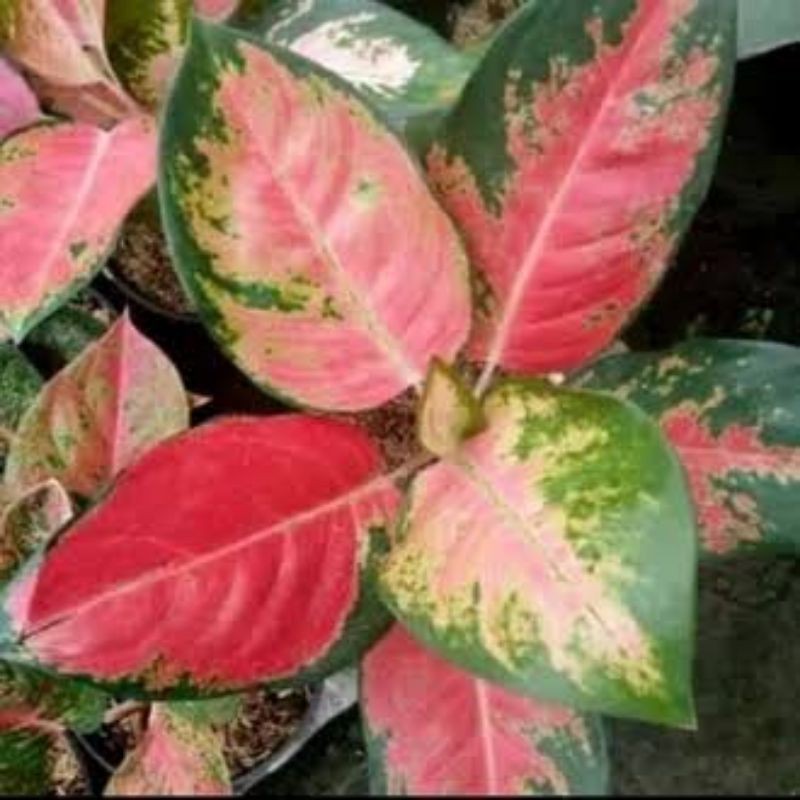 Aglaonema Red kocin