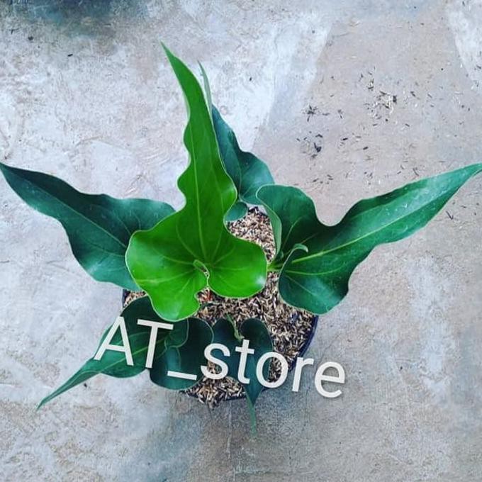 Anthurium Corong - Antorium Corong