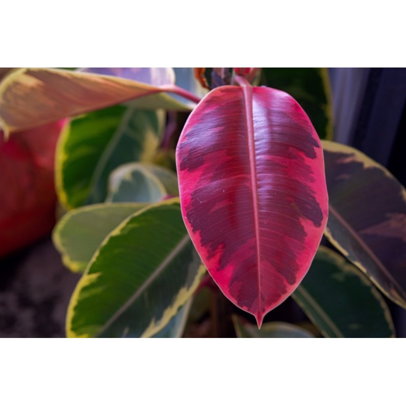 FICUS ELASTICA RUBY - FICUS BELIZE - Varigata merah