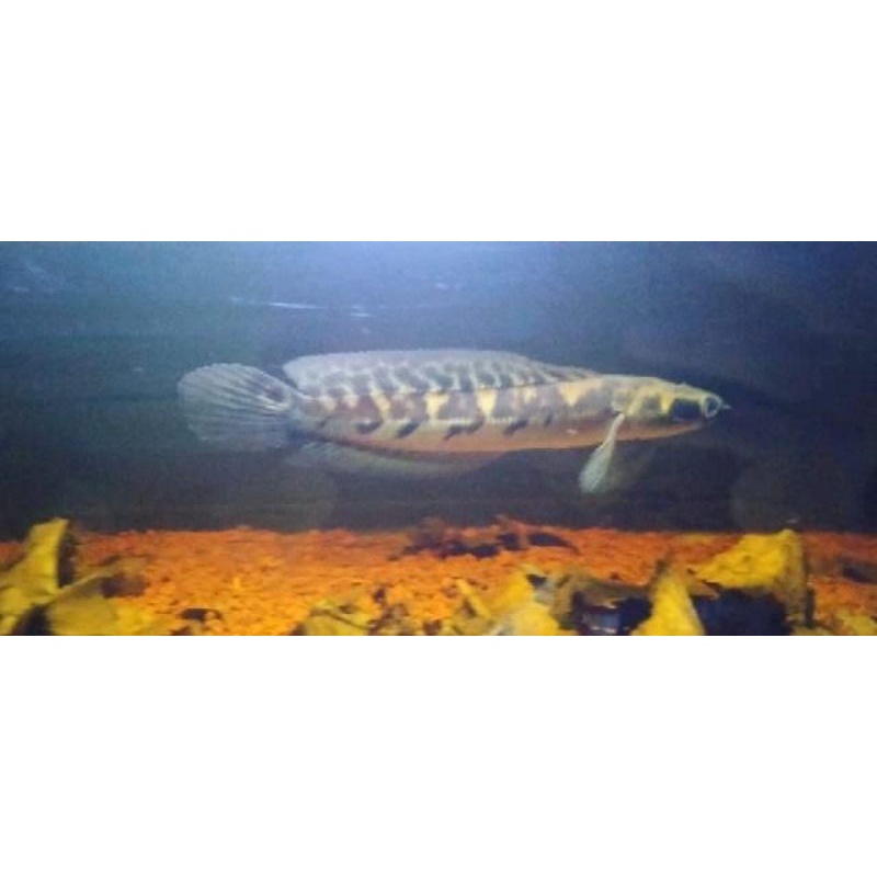

ikan chana maru yellow sz 20-23 cm
