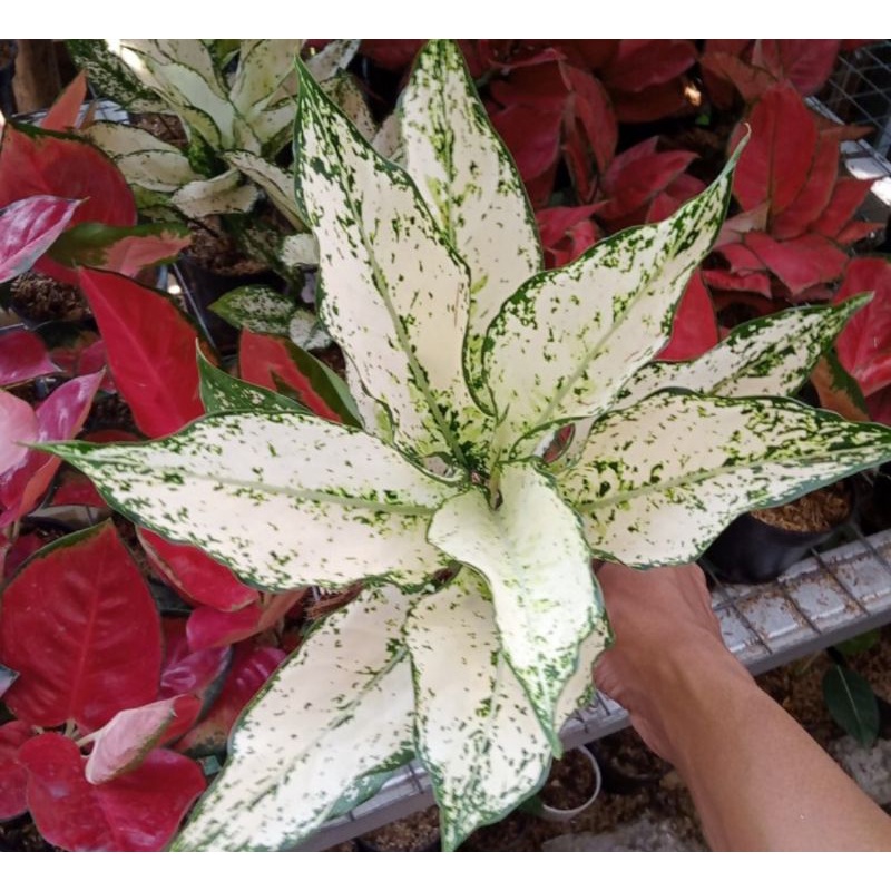 Aglonema SIAM paragon