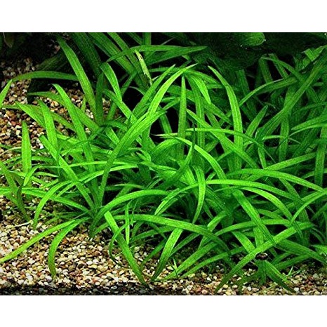 Sagitaria subulata dwarf - Tanaman karpet Aquascape Low Co2 - Easy Tumbuhan Air Hidup Hiasan Dekorasi Pohon Rumput Aquarium
