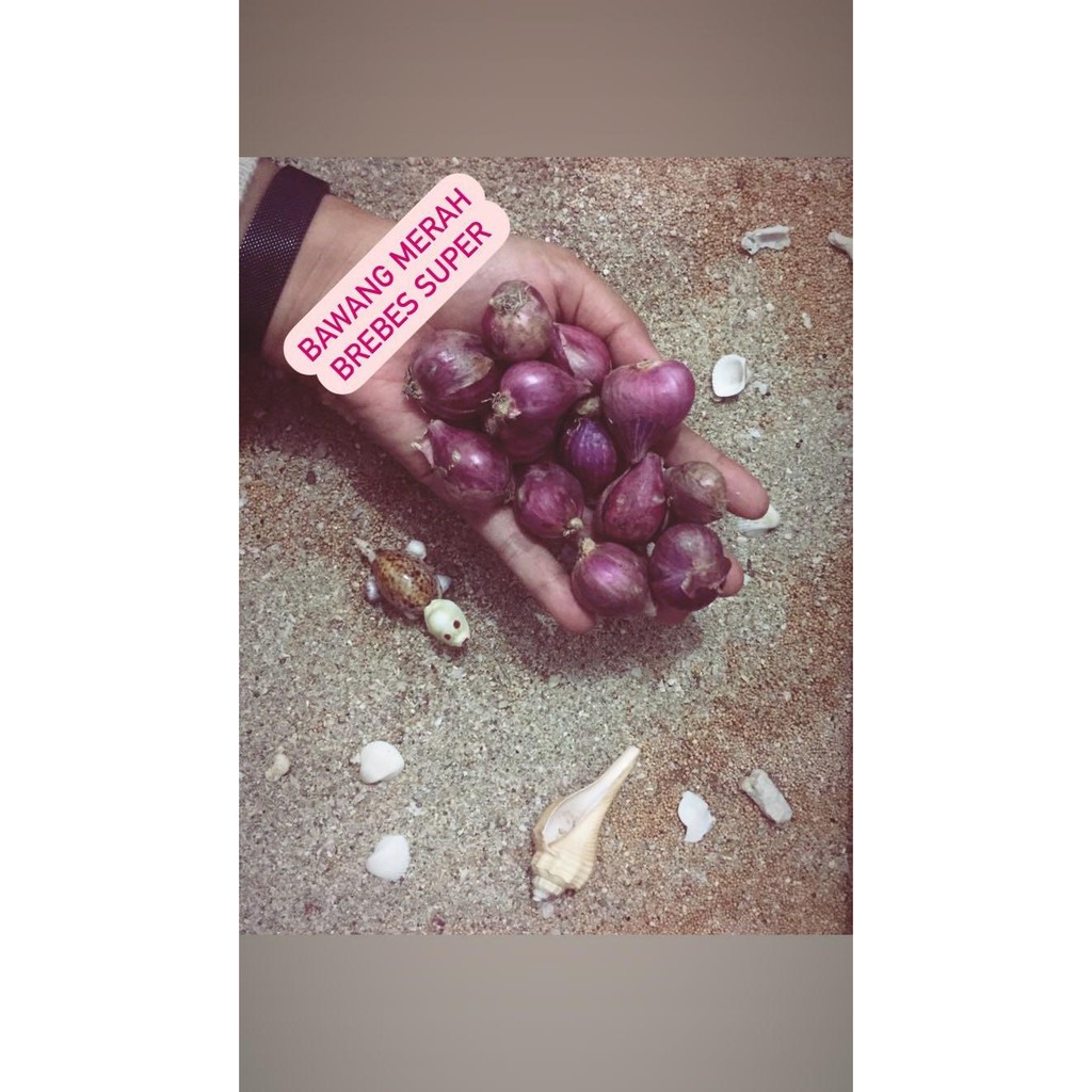 

BAWANG MERAH