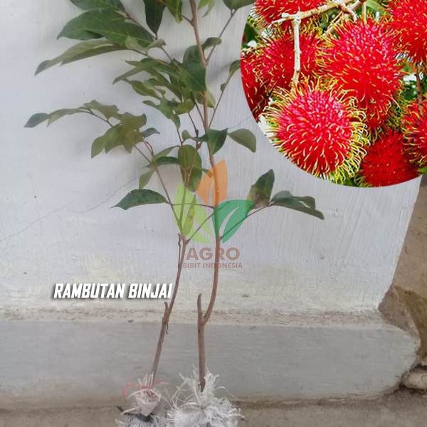 Bibit Rambutan Binjai Asal Okulasi Shopee Indonesia