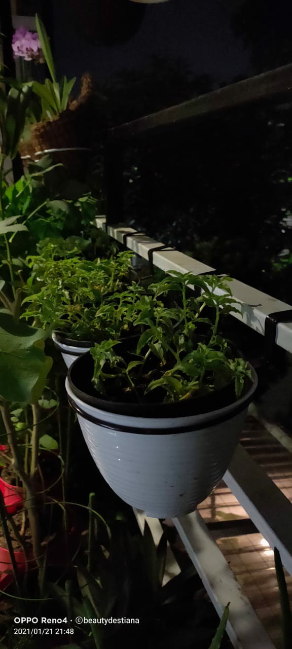 Produsen Gantungan Pot Pagar Gantungan Besi, Ring Cantol Pagar D12