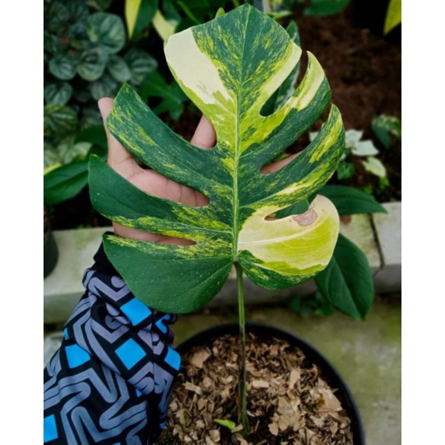tanaman monstera marmorata varigata - 1 daun pancing monstera marmo