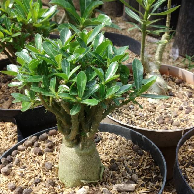 Adenium cabang seribu