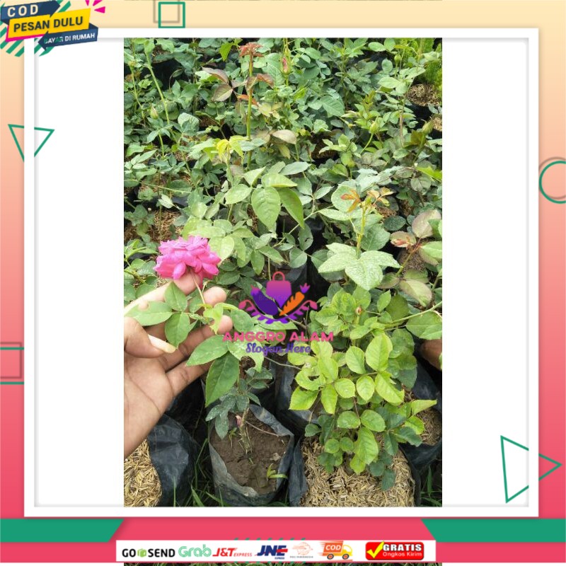 bibit bunga mawar rambat
