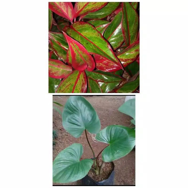 TERMURAH 2 paketan tanaman hias aglonema lipstik dan homalomena hijau batang hitam