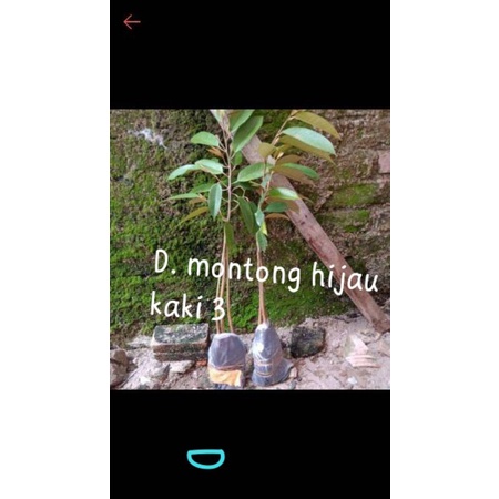 bibit durian montong hijau kaki 3