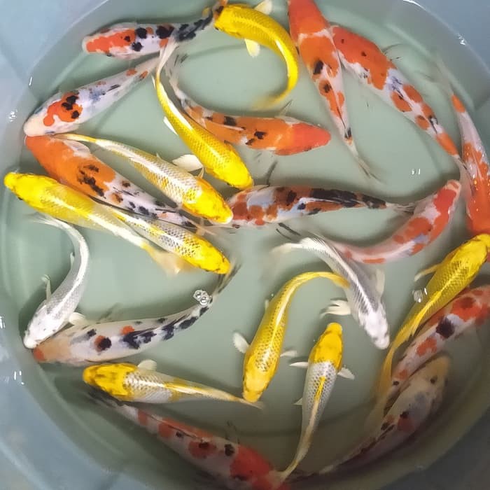 bibit ikan koi