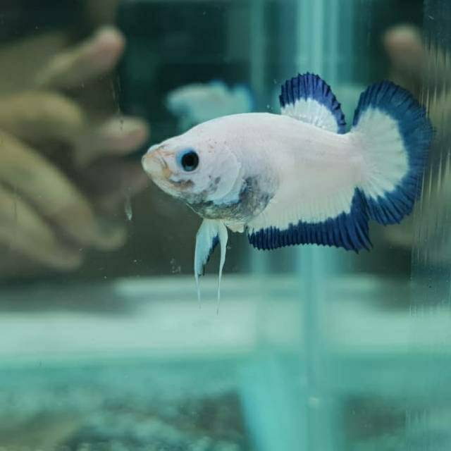 

Ikan cupang blue rim