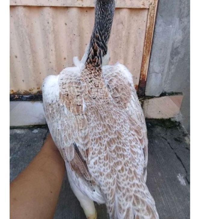 [PROMO DWK84] telur fertil ayam oshamo Terupdate