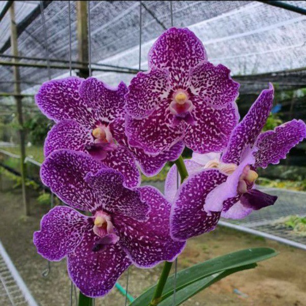 Anggrek Vanda Ungu Dewasa Hybrid