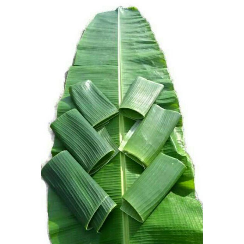 

Daun pisang / banana leaf / banana no ha/ banana leaves / bananarifu