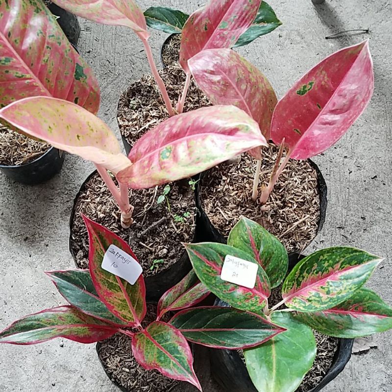 Tanaman hias aglonema siam aurora,moldy dan bigroy mutasi menor.