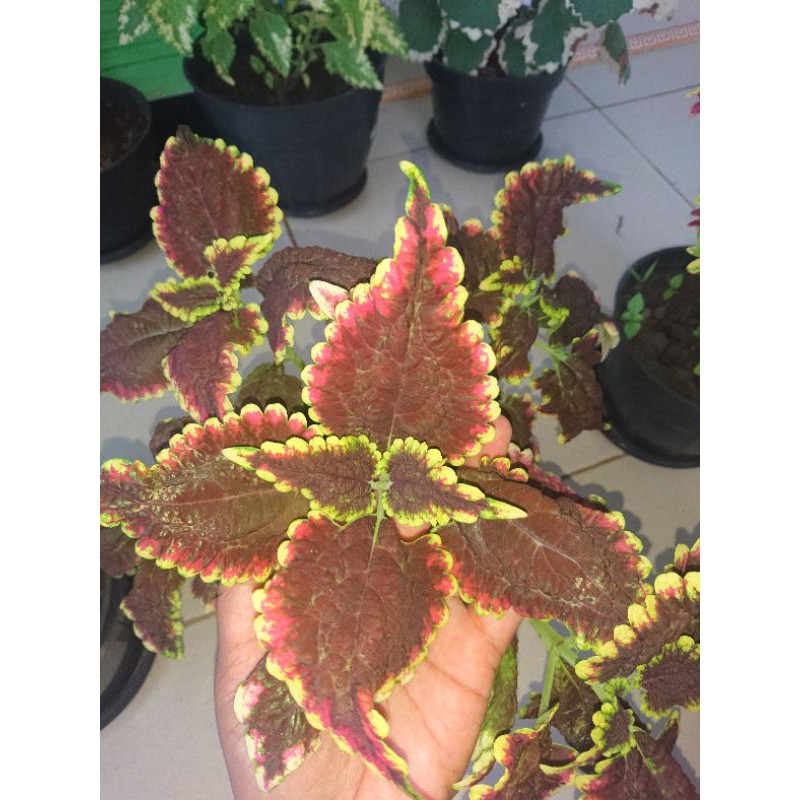 miana / tanaman hias / bunga miana