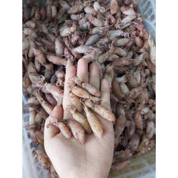 

Balita cumi premium rebus laut ukuran 3-4cm 500gr