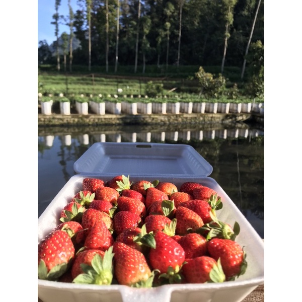 

Strawberry Fresh Asli Ciwidey