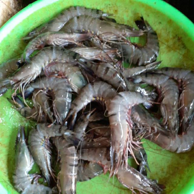 

Udang fresh ( Udang pancet size 25-30/kg )