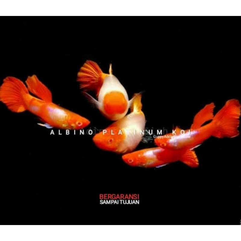 Hiasan Aquarium Guppy Albino Platinum Koi