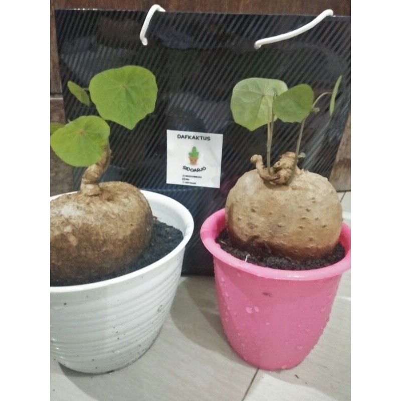 Umbi /bonggol/ caudex Stephania venosa ukuran besar