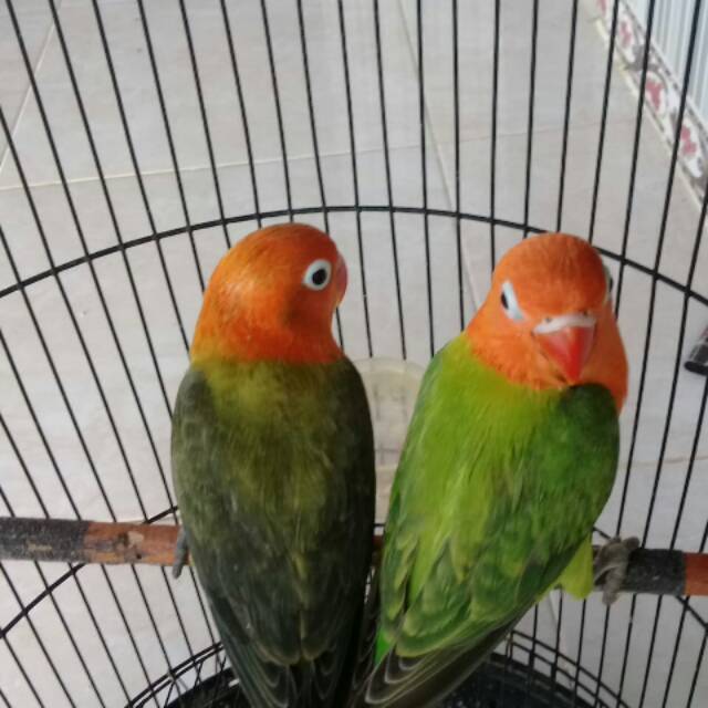 PROMO LOVEBIRD BIOLA GREEN SEPASANG BALIBU