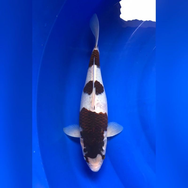 Koi Goromo - Ikan Koi Goromo - Ikan Koi Blitar - Paket Ikan Koi Mix