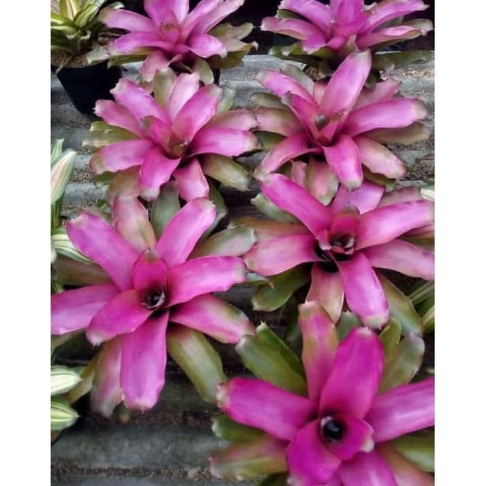Tanaman Bromelia Rose Pink - Bromelia Grass Pink