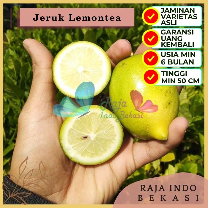 Bibit Tanaman Buah JERUK LEMON TEA Premium