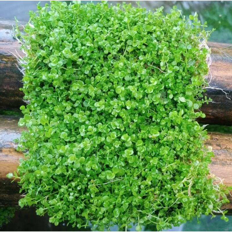 monte carlo tanaman  karpet aquascape