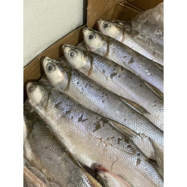 

Ikan Bandeng Segar