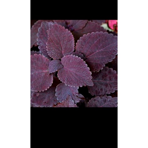 Tanaman Herbal Miana,Bibit Miana /Tanaman Iler Ileran/Tanaman Jawerkotok