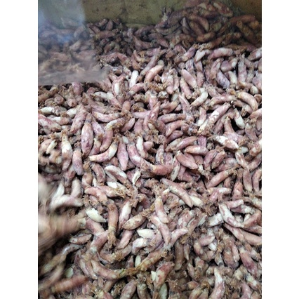 

Cumi Kering Khas Medan