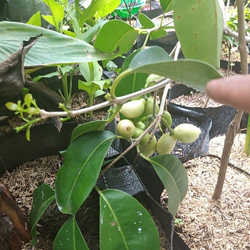 Jamblang Duwet manis masam tanaman buah