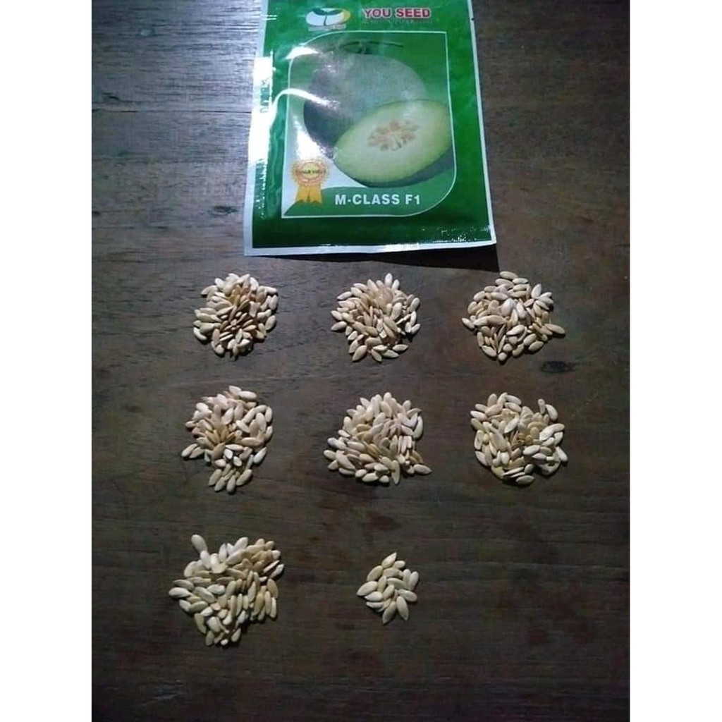 Terbaik Benih Melon M-Class Tahan Virus - Bibit Tanaman Buah Melon Isi Banyak *_$