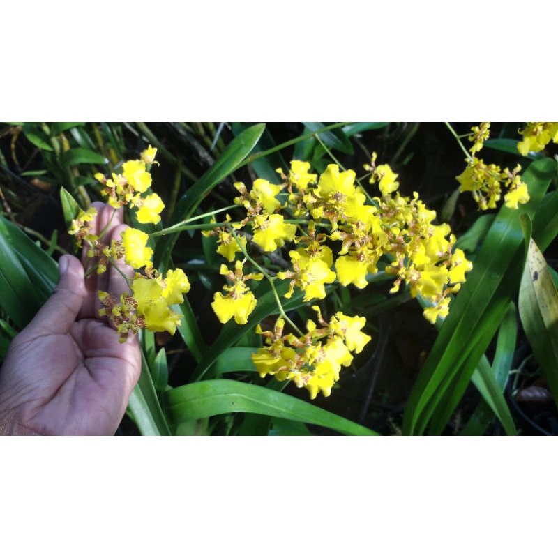 Anggrek Oncidium golden shower